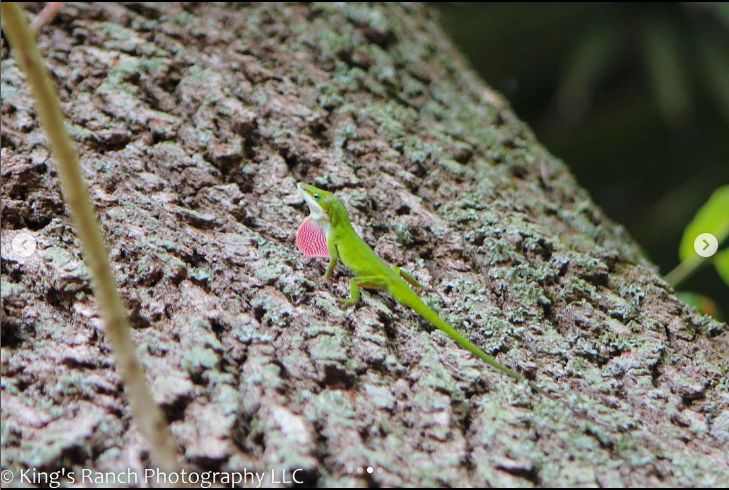 Screenshot 2024-01-11 105724.png