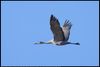 Sandhill Crane (Antigone canadensis) at Salt Plains National Wildlife Refuge in Oklahoma, United States on November 2, 2023