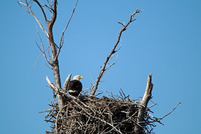 Eagle looking out for the youngsters