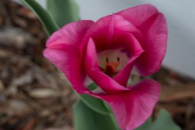 IMG_tulip1jpg.jpg