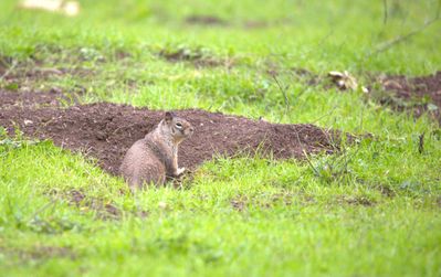 Gopher watching..