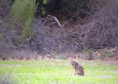 Coyote feeling dejected..