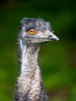 Emu: 481mm, f/8, 1/500sec, ISO-2500