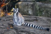 Ring Tailed Lemur: 227mm, f/9, 1/250sec, ISO-2000
