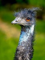 Emu: 300mm, f/7.1, 1/320sec, ISO-800