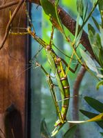 2xStick Insects: 200mm, f/7.1, 1/160sec, ISO-6400