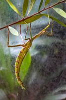 Stick Insect: 200mm, f/7.1, 1/40sec, ISO-6400