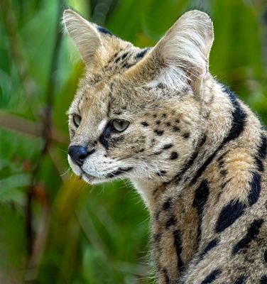 Serval: RF 200-800@800mm, f/9, 1/500sec, ISO-6400