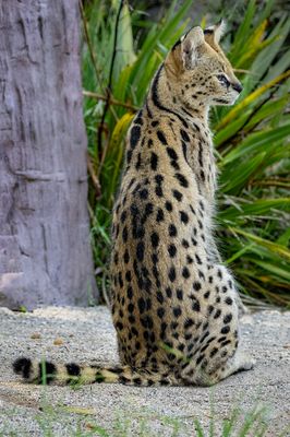 Serval: RF 200-800@ 311mm, f/8, 1/400sec, ISO-5000