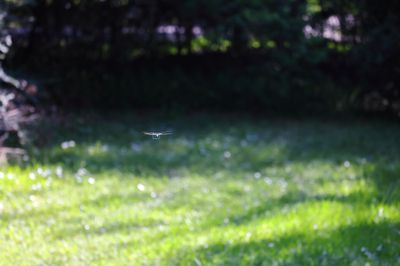 Green Darner-2b.jpg
