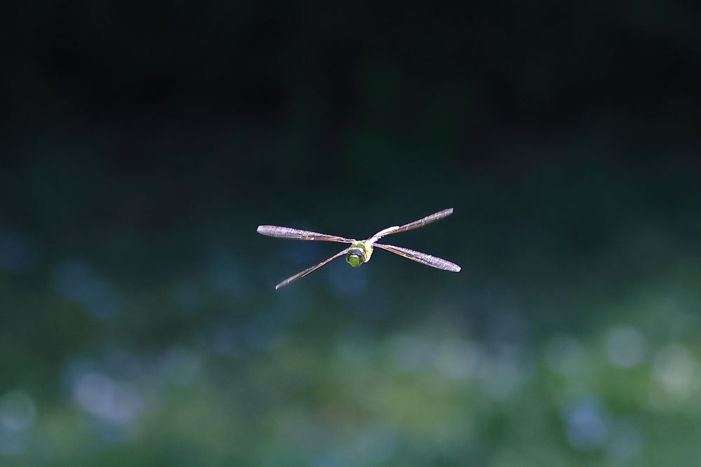 Green Darner-1aa.jpg