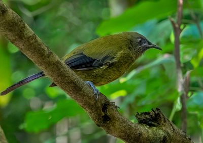 247mm, f/5, 1/125sec, ISO-3200