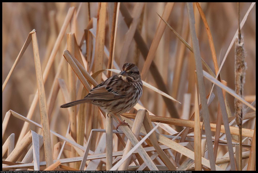 Song Sparrow (Melospiza melodia) in cattails (Typha angustifolia) at Salt Plains National Wildlife Refuge in Alfalfa County, Oklahoma, United States on February 9, 2024