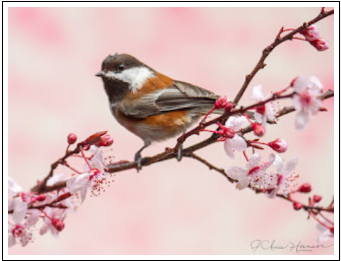Chestnut-backed Chickadee