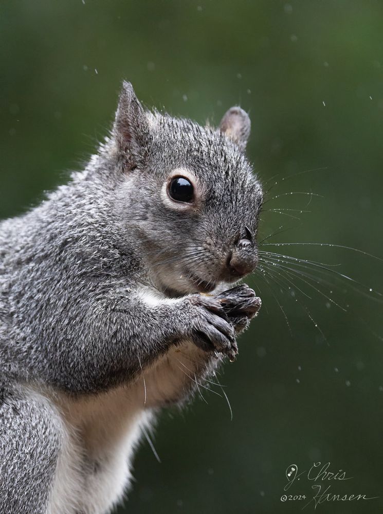 Rainy Day Gray