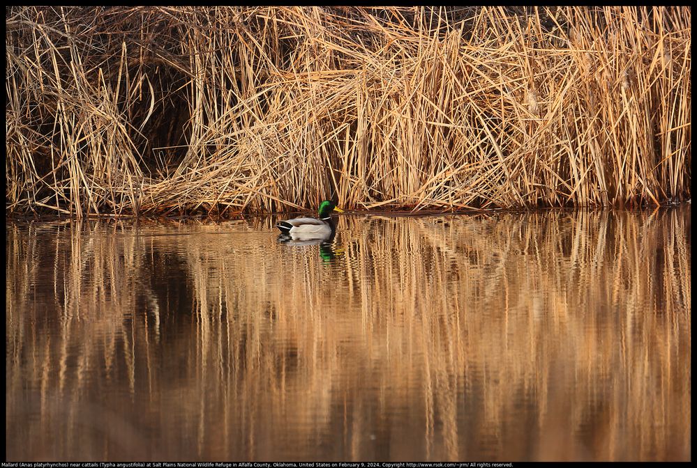 2024feb09_marsh_IMG_8912c