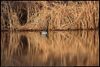 Mallard (Anas platyrhynchos) near cattails (Typha angustifolia) at Salt Plains National Wildlife Refuge in Alfalfa County, Oklahoma, United States on February 9, 2024