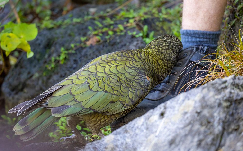 Kea attempting to eat laces on a shoe while being worn