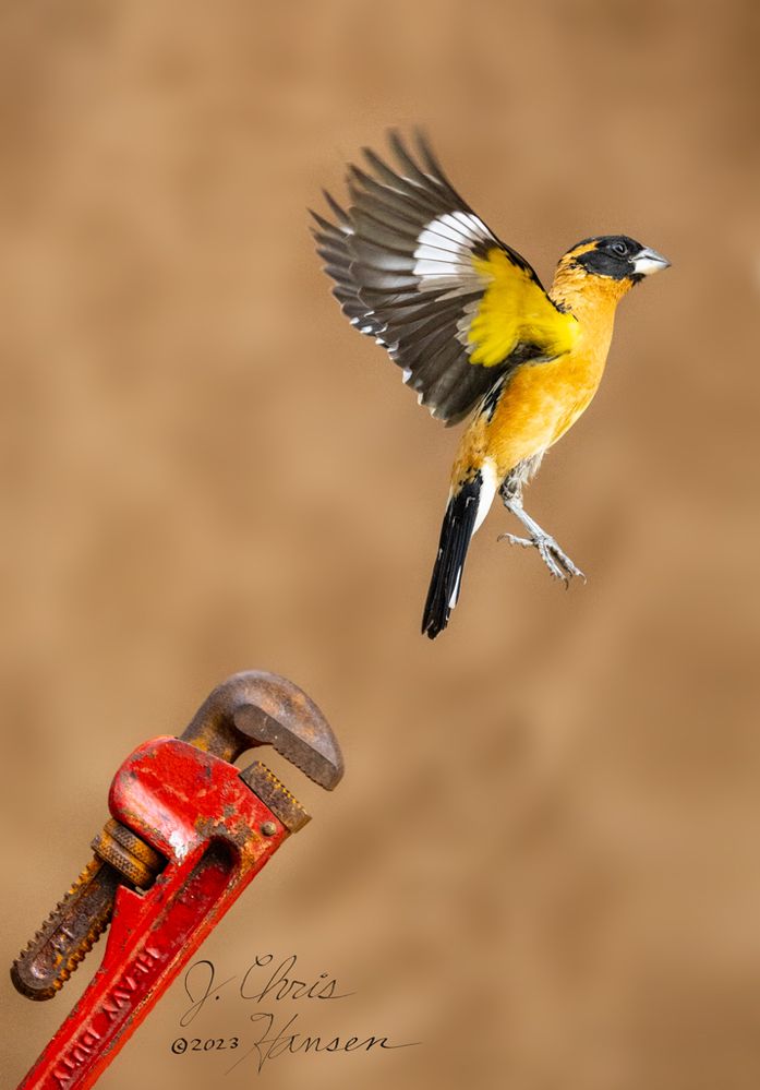 Black-headed Grosbeak