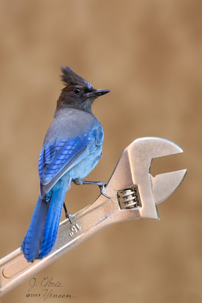 Steller's Jay