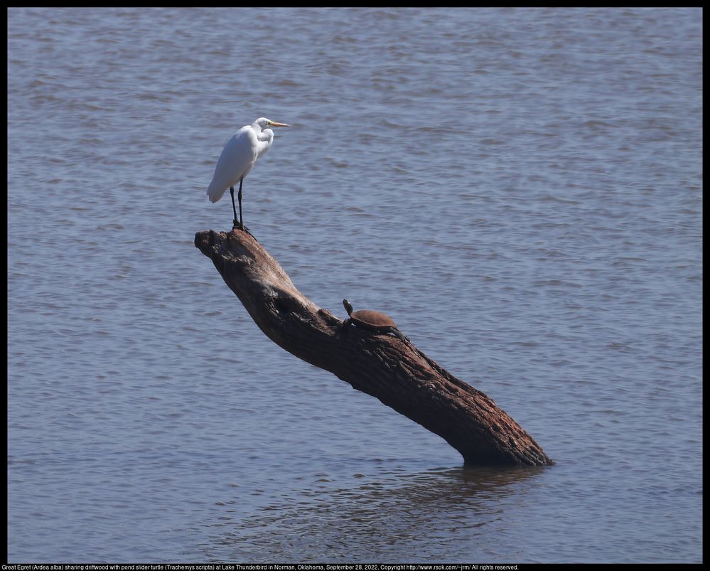 A Great Egret (Ardea alba) was sharing driftwood with a pond slider turtle (Trachemys scripta) at Lake Thunderbird in Norman, Oklahoma, United States on September 28, 2022.