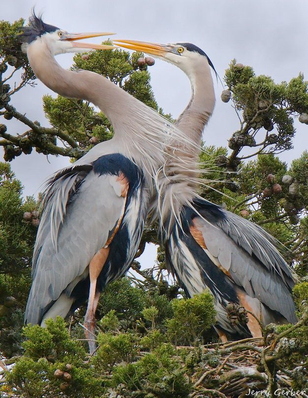 Herons Standing on their Nest.jpg