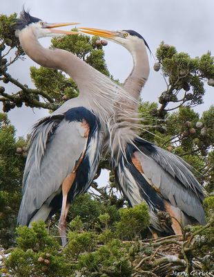 Herons Standing on their Nest.jpg