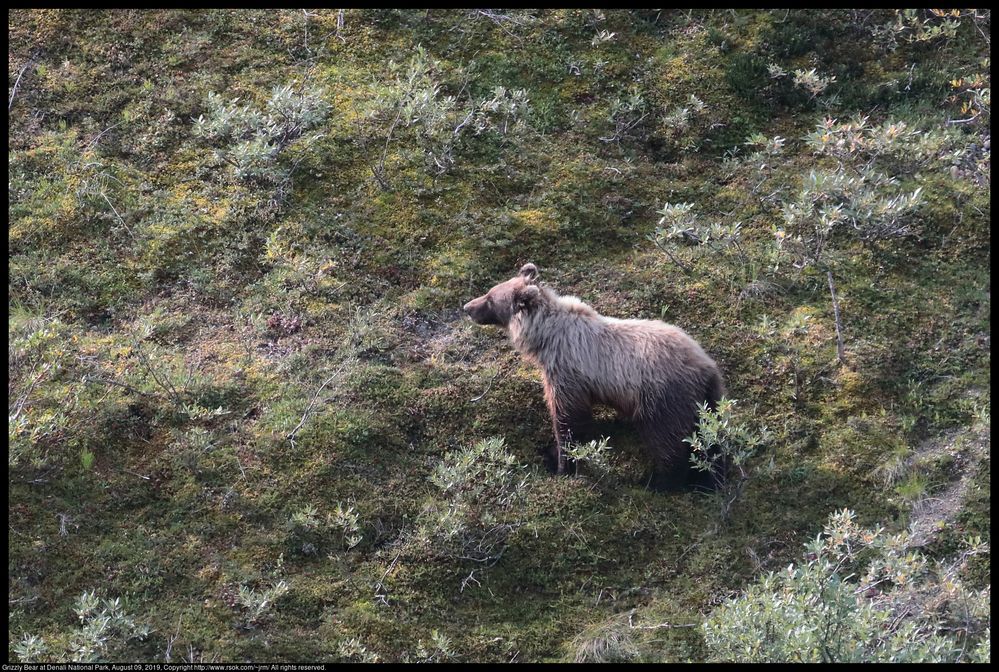 A Grizzly Bear (Ursus arctos), also called Brown Bear, was pausing on the tundra while crossing a mountainside in Denali National Park, Alaska, United States on August 9, 2019.