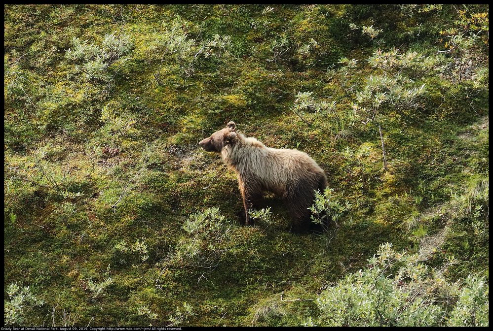 A Grizzly Bear (Ursus arctos), also called Brown Bear, was pausing on the tundra while crossing a mountainside in Denali National Park, Alaska, United States on August 9, 2019.