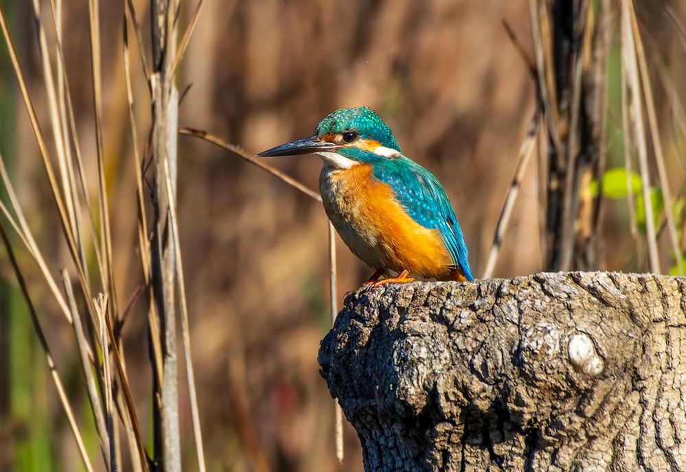 Kingfisher.