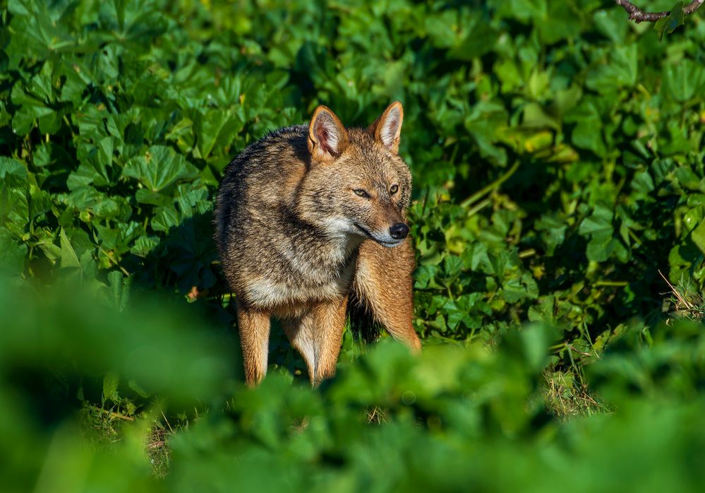 Golden jackal.