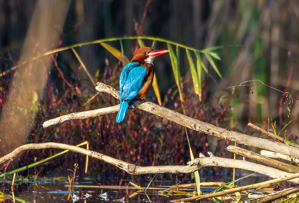 Red-billed alcyone .