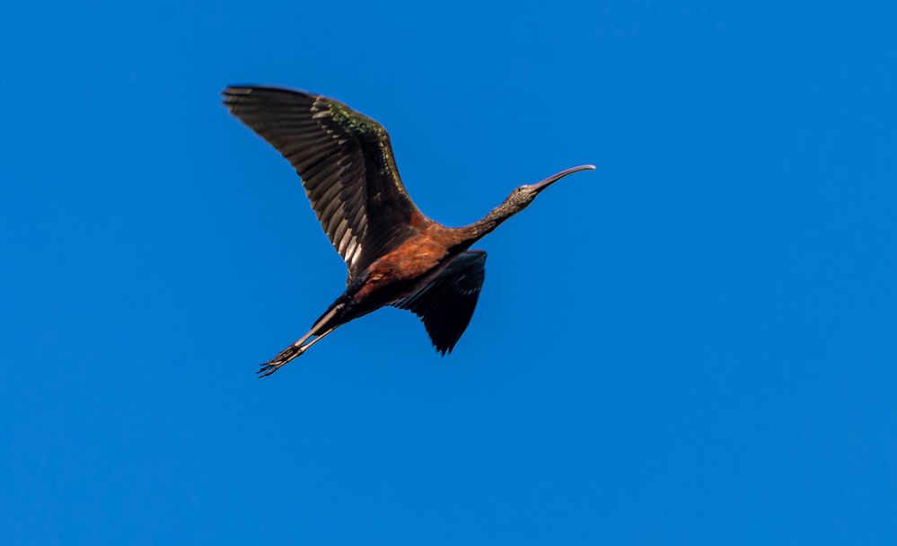 Glossy ibis.