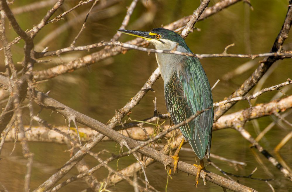 Mangrove drop.