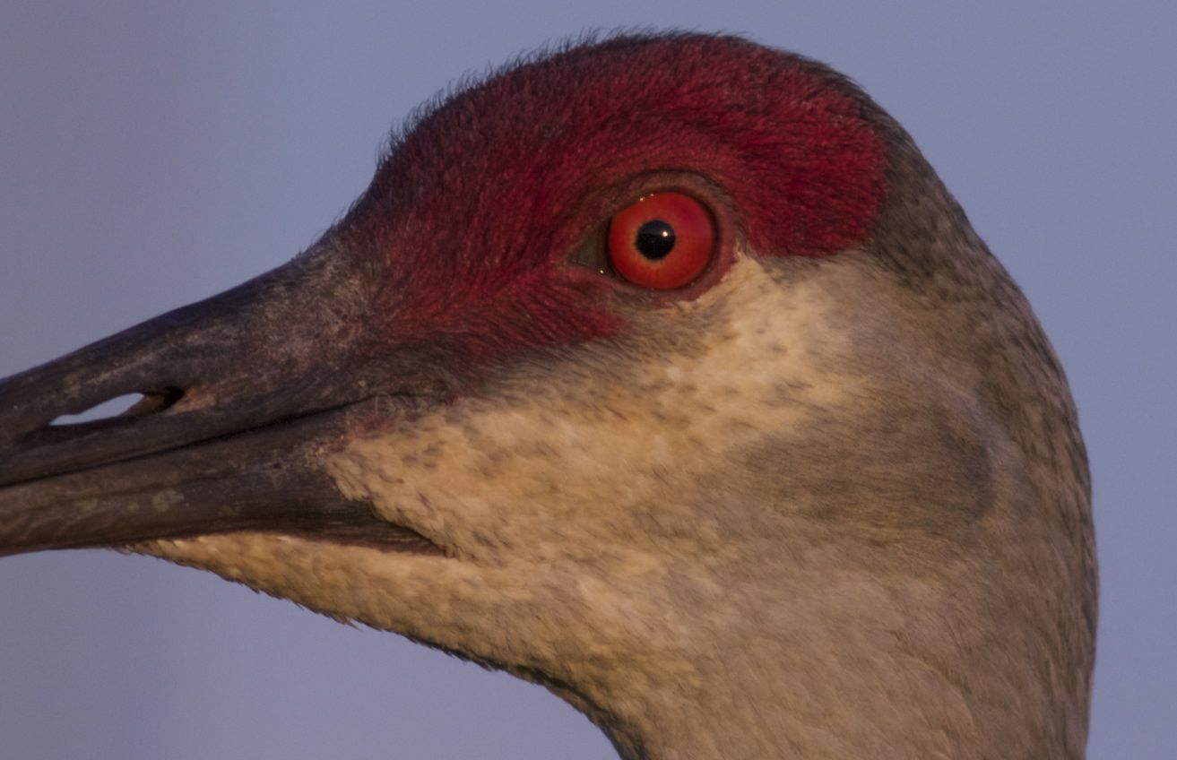 Sand Hill Crane 8164.jpg