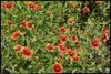 Gaillardia pulchella wildflower (also called Indian Blanket, Firewheel, Girasol Rojo) in Norman, Oklahoma, June 4, 2022, Canon EF-S 18-135mm f/3.5-5.6 IS USM, F/22, focus distance about 0.35 meter, ISO 200, 1/64 sec