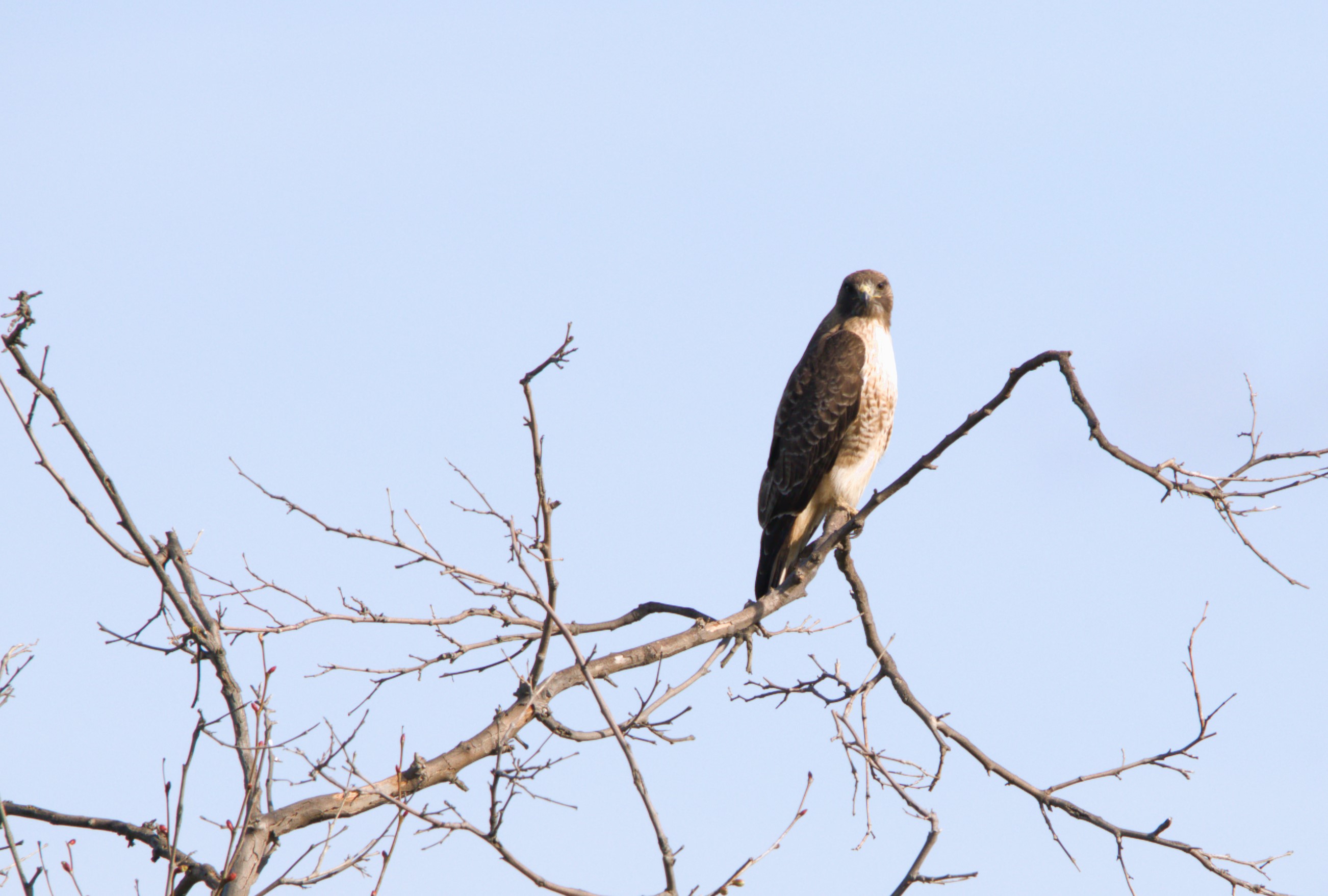 Red Tail Hawk - Canon Community