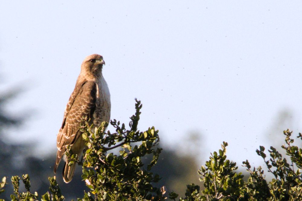 R6 MII   Lens 150-600   ISO 500   F9   1/1000   FL 600