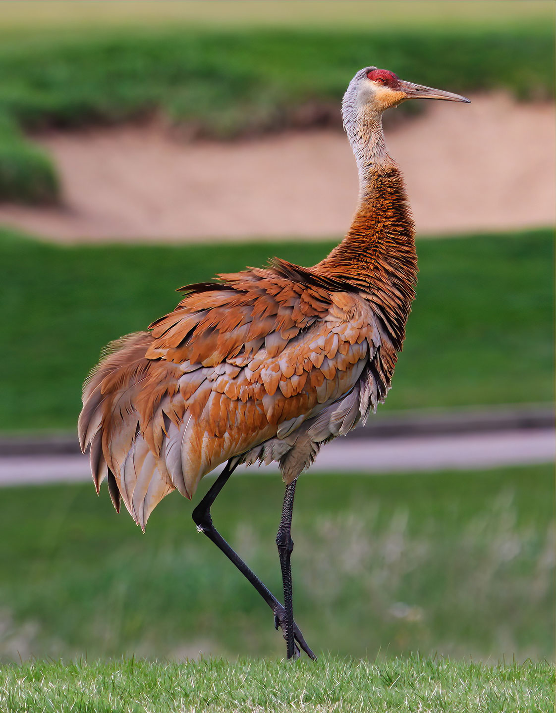 Best settings for shooting wildlife with a canon 9... Canon Community