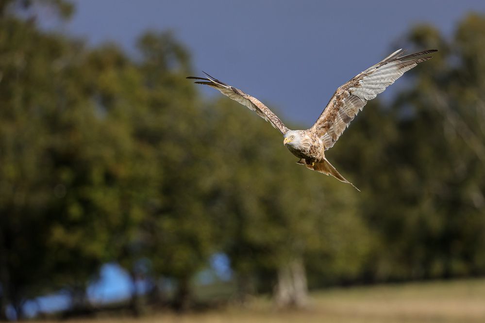 Leucistic Red Kite aka "White" Kite