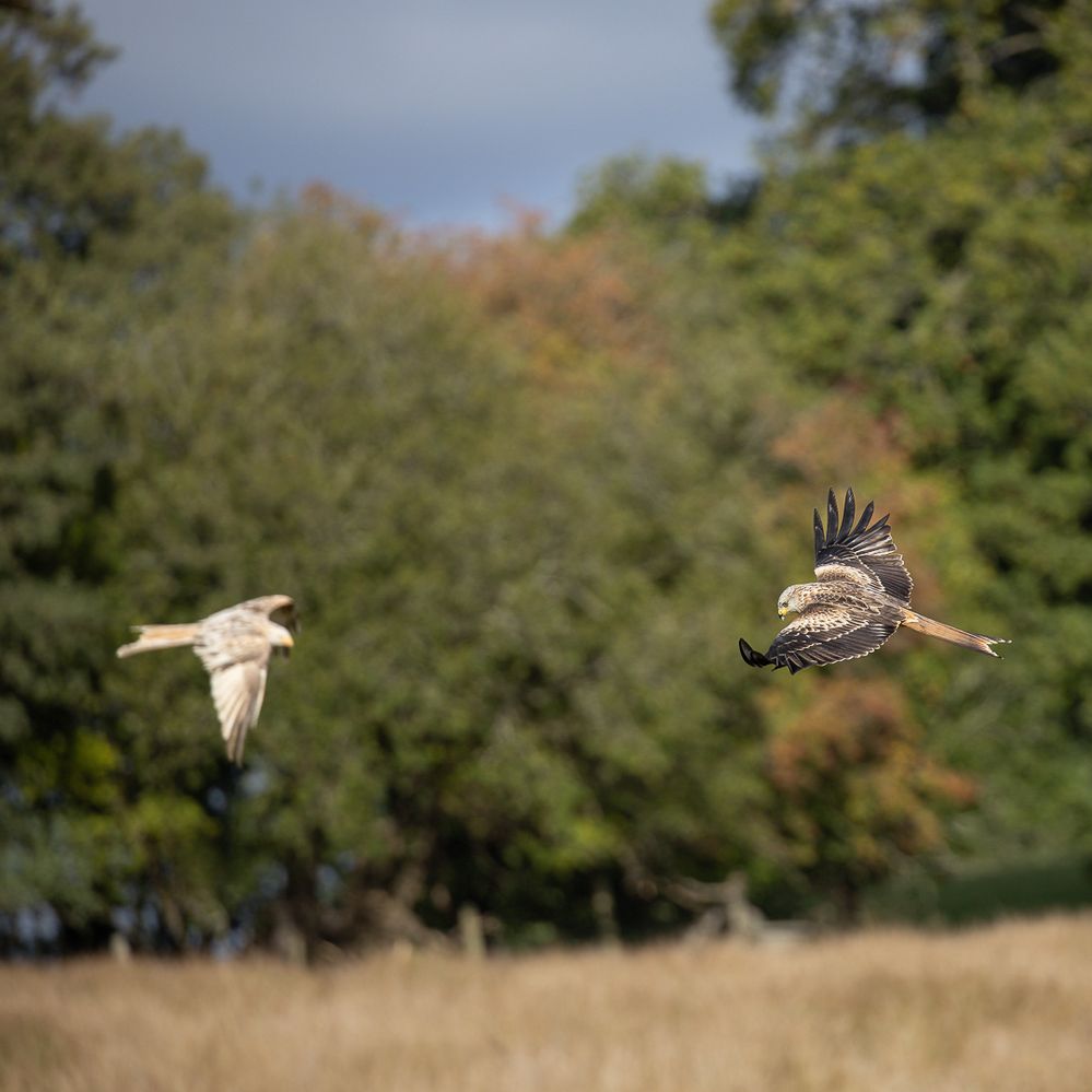 Comparison of "white" kite and normal red kite