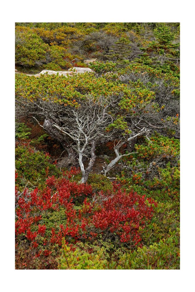 Acadia Nat Park, Maine