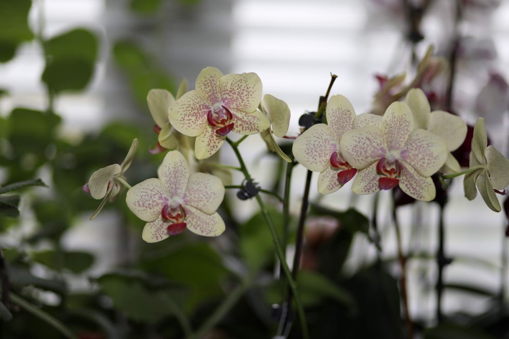 Gear used: EOS 5D Mark IV, EF 85mm F/1.8 USM, 600EX II-RT Settings: Av F/1.8 Tv 1/160th ISO 125