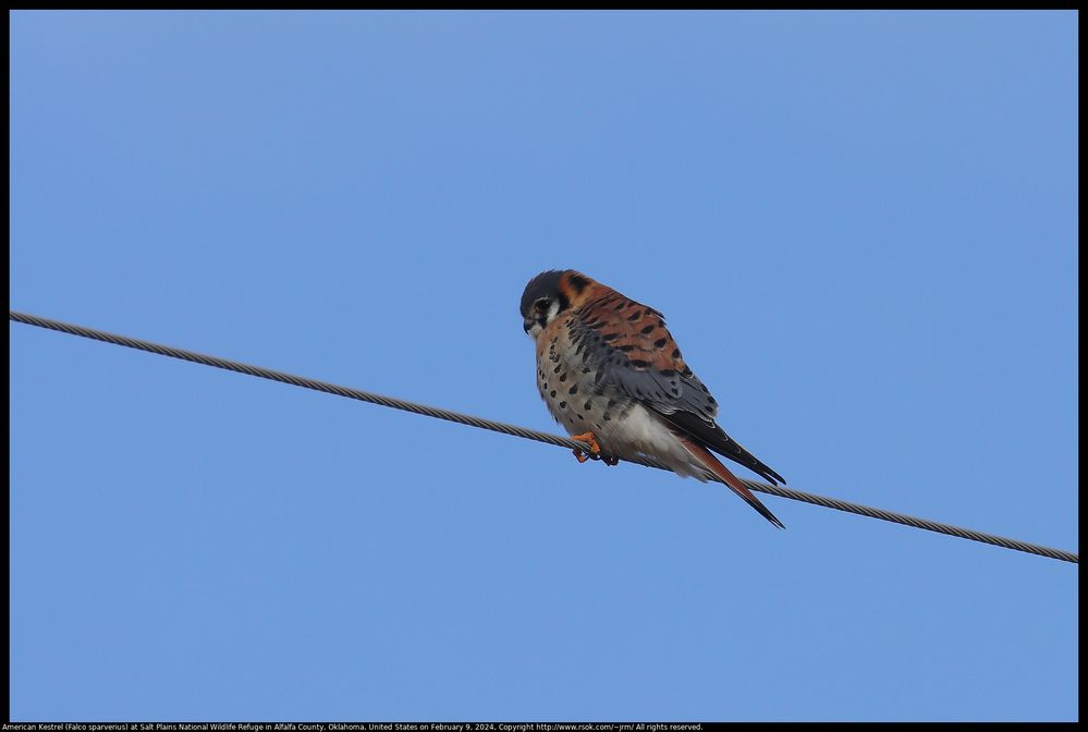 American Kestrel (Falco sparverius) at Salt Plains National Wildlife Refuge in Alfalfa County, Oklahoma, United States on February 9, 2024, https://www.rsok.com/~jrm/2024Feb09_SaltPlainsNWR/2024feb09_kestrel_IMG_8938c.html , EF100-400mm f/4.5-5.6L IS II USM +2x III, distance to subject about 45 meters