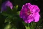 IMG_1238.jpg