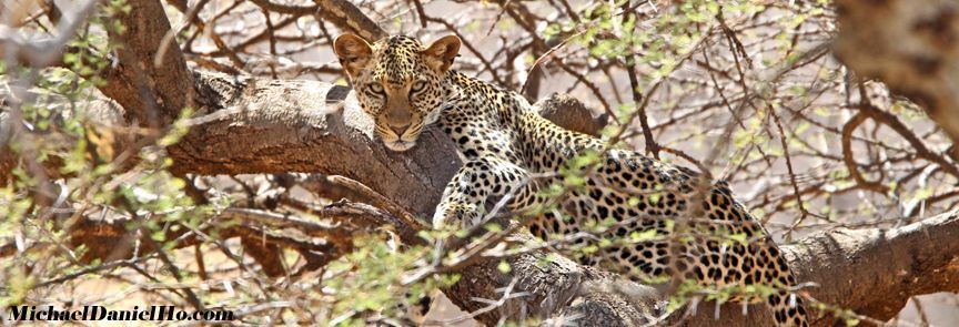 Leopard resting in tree