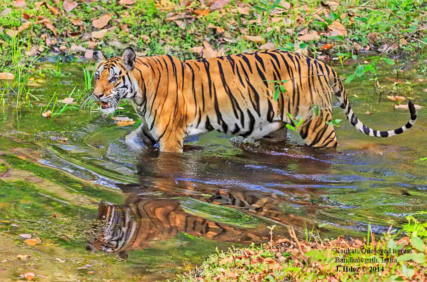 Kankati.  Bandharvgarth, India, 2014