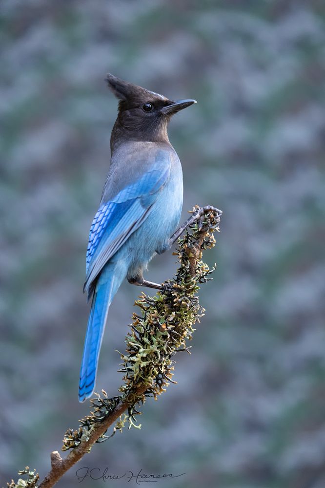 Steller's Jay