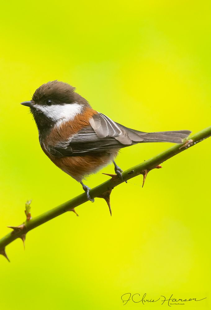 Chestnut-backed Chickadee