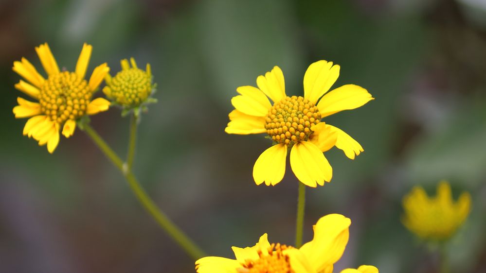 EF-S 55-250 f4.5-5.6 IS II